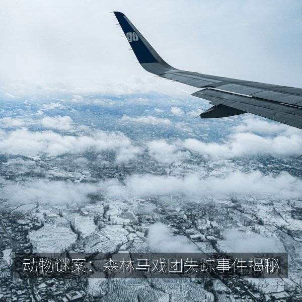 动物谜案:森林马戏团失踪事件揭秘